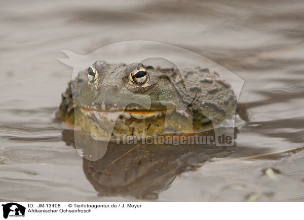 Afrikanischer Ochsenfrosch / African bullfrog / JM-13408