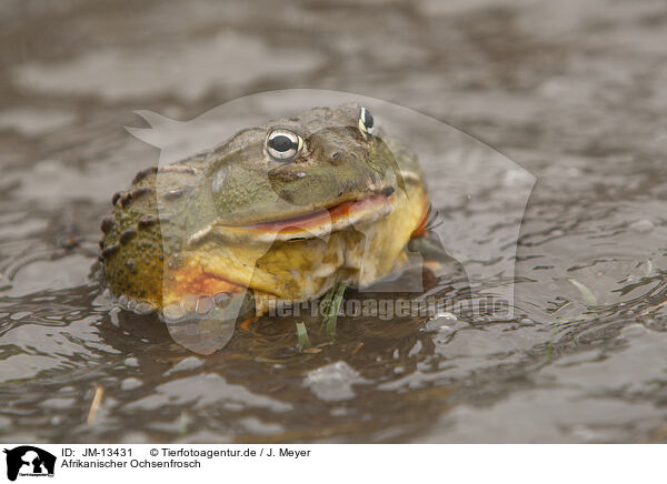 Afrikanischer Ochsenfrosch / African bullfrog / JM-13431