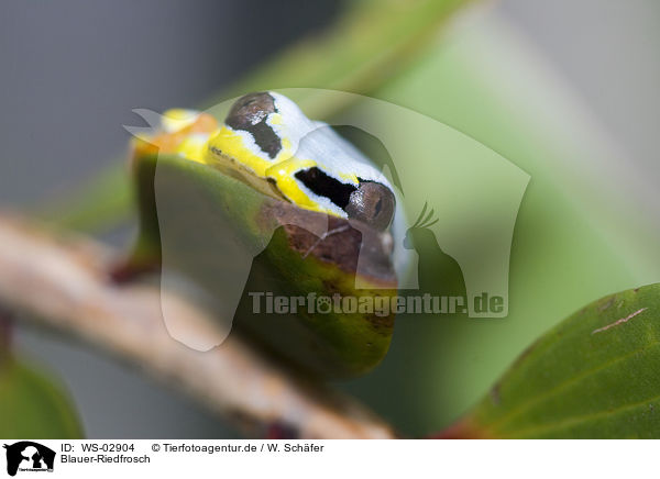Blauer-Riedfrosch / Madagascar reed frog / WS-02904