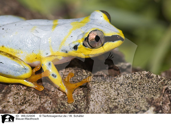 Blauer-Riedfrosch / Madagascar reed frog / WS-02906