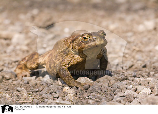 Erdkrte / common toad / SO-02065