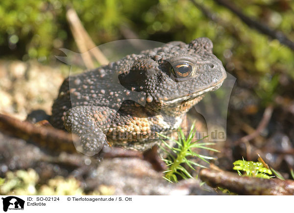 Erdkrte / common toad / SO-02124
