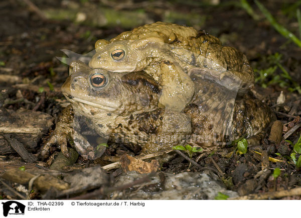 Erdkrten / common toads / THA-02399