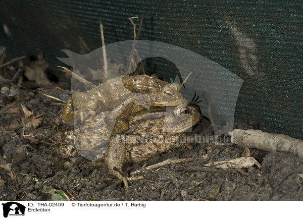 Erdkrten / common toads / THA-02409