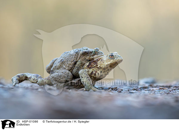 Erdkrten / common toads / HSP-01086