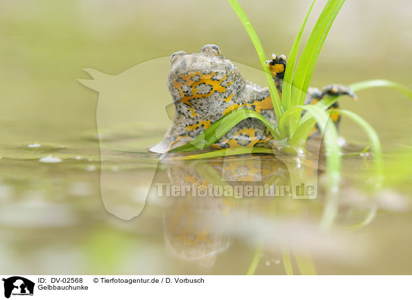 Gelbbauchunke / yellow-bellied toad / DV-02568