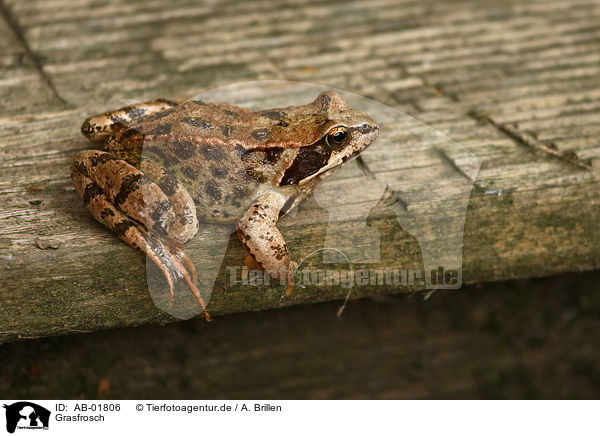 Grasfrosch / brown grass frog / AB-01806