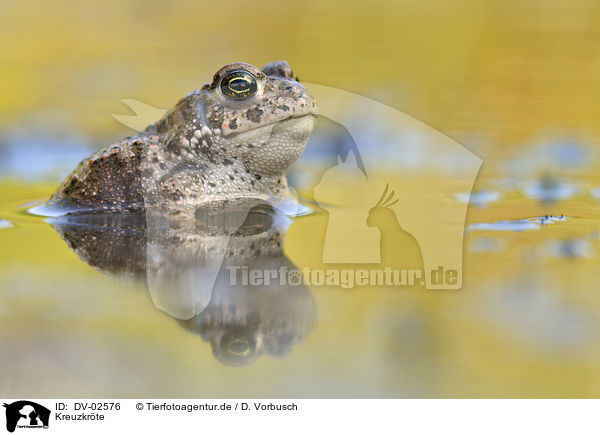 Kreuzkrte / natterjack toad / DV-02576