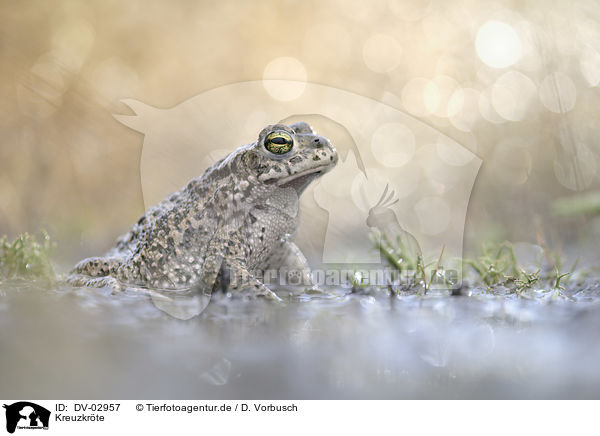 Kreuzkrte / natterjack toad / DV-02957