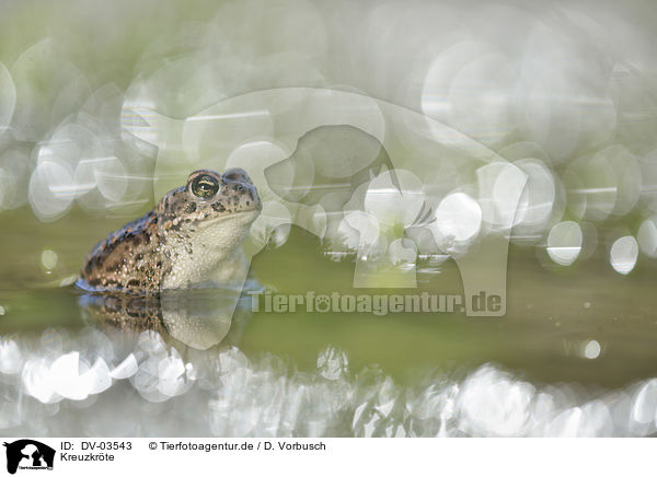 Kreuzkrte / natterjack toad / DV-03543
