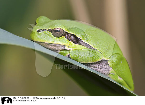 Laubfrosch auf Blatt / tree frog on leaf / SO-02088