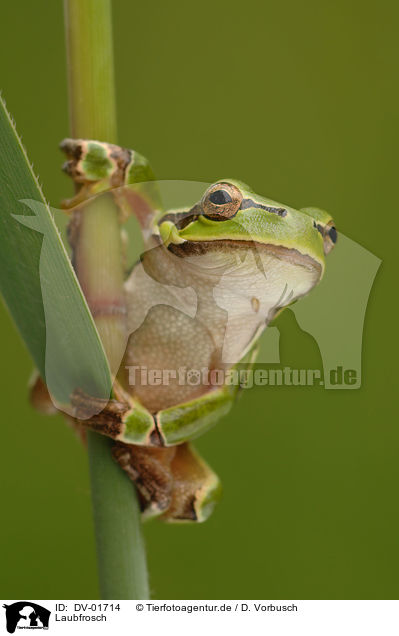 Laubfrosch / European tree frog / DV-01714