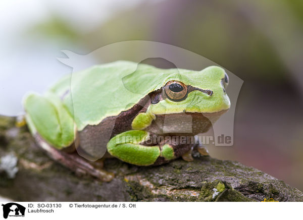 Laubfrosch / SO-03130