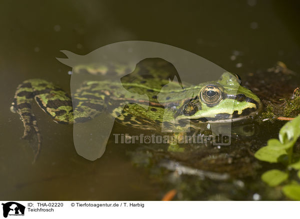 Teichfrosch / green frog / THA-02220
