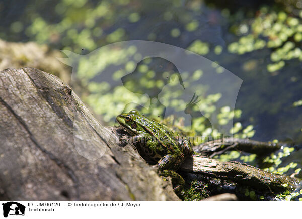 Teichfrosch / green frog / JM-06120