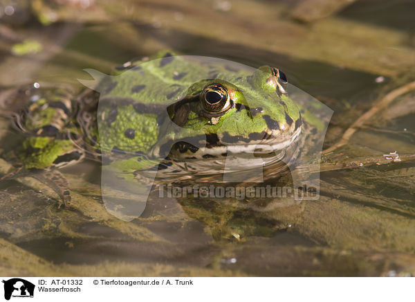 Wasserfrosch / common water frog / AT-01332