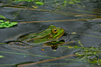 Wasserfrosch