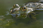 Wasserfrosch