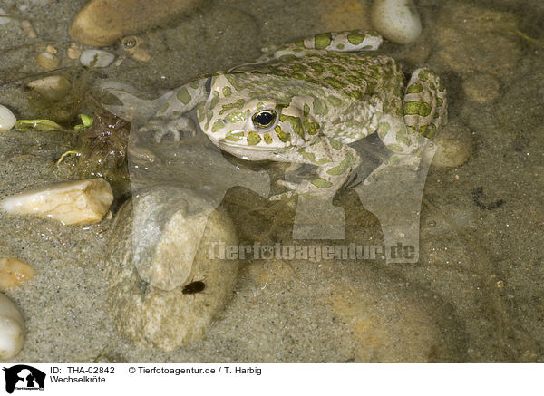 Wechselkrte / green toad / THA-02842