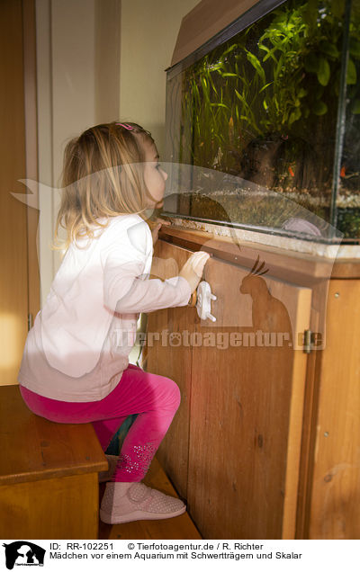 Mdchen vor einem Aquarium mit Schwerttrgern und Skalar / girl in front of an Aquarium with Swordtails and Angel Fish / RR-102251