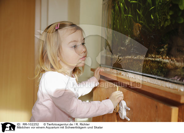 Mdchen vor einem Aquarium mit Schwerttrgern und Skalar / girl in front of an Aquarium with Swordtails and Angel Fish / RR-102252