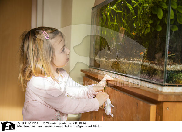 Mdchen vor einem Aquarium mit Schwerttrgern und Skalar / girl in front of an Aquarium with Swordtails and Angel Fish / RR-102253