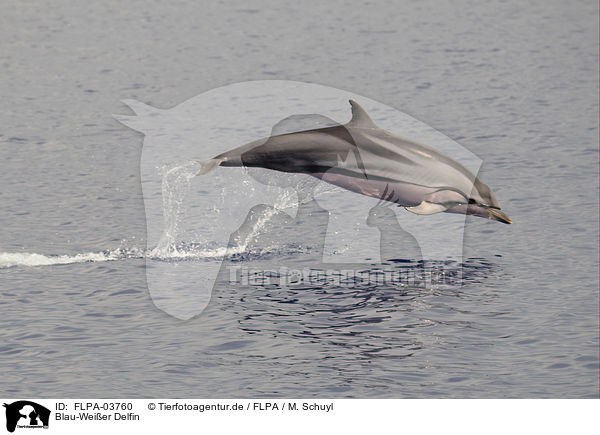 Blau-Weier Delfin / striped dolphin / FLPA-03760