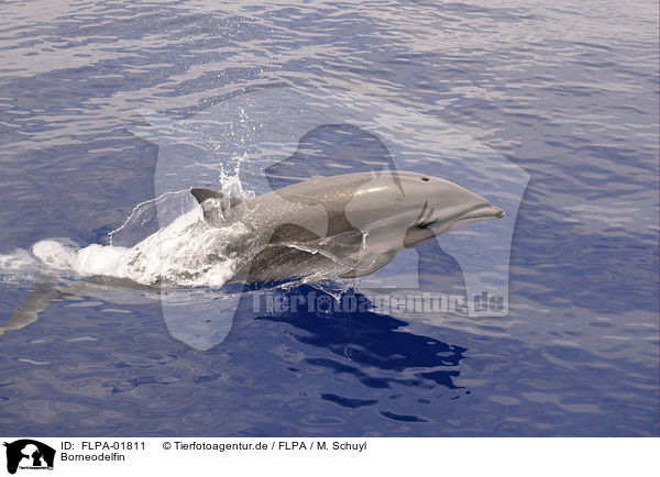 Borneodelfin / Fraser's dolphin / FLPA-01811