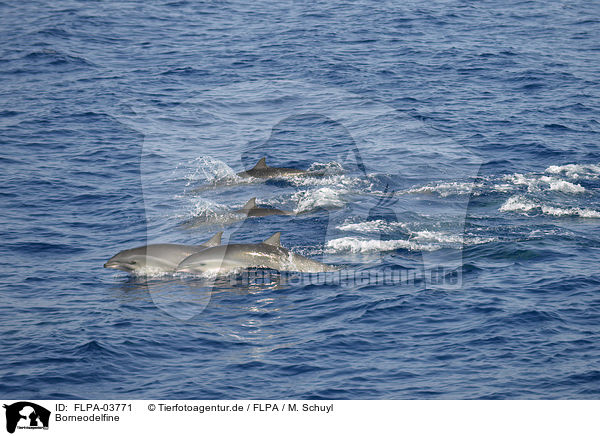 Borneodelfine / Fraser's dolphins / FLPA-03771