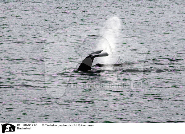 Buckelwal / humpback whale / HB-01276