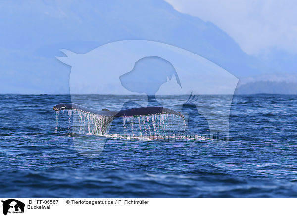 Buckelwal / humpback whale / FF-06567