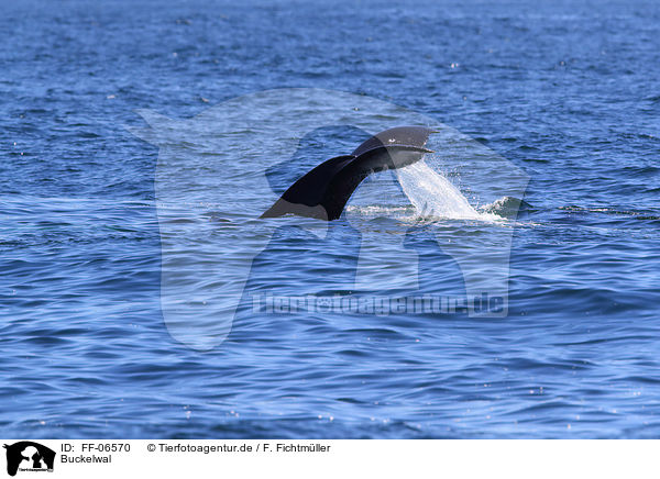 Buckelwal / humpback whale / FF-06570
