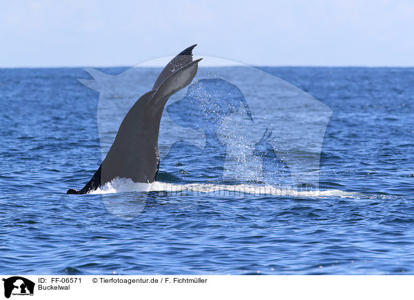 Buckelwal / humpback whale / FF-06571
