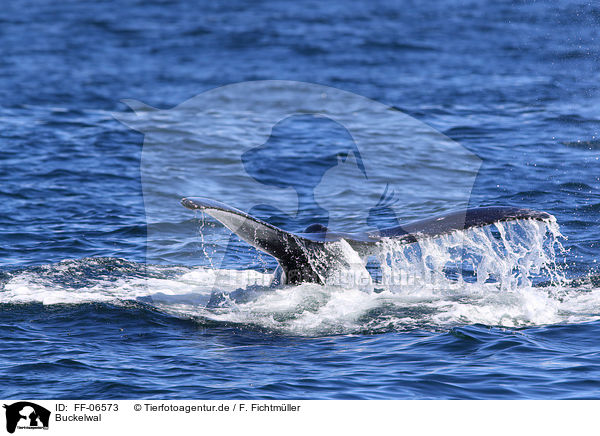 Buckelwal / humpback whale / FF-06573