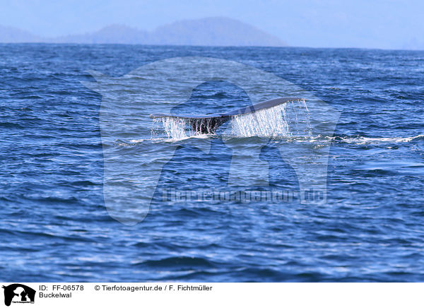 Buckelwal / humpback whale / FF-06578