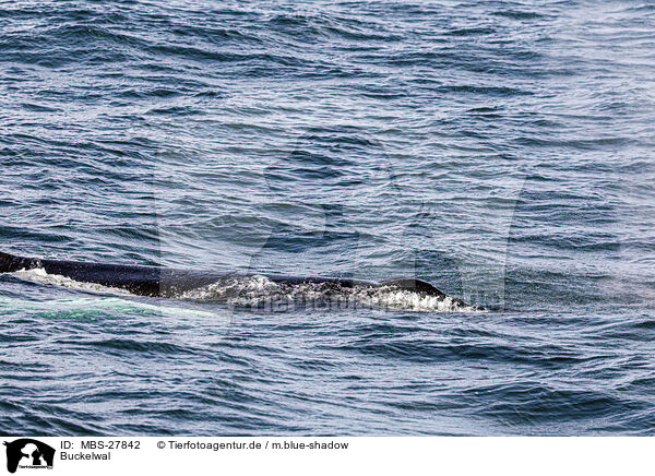 Buckelwal / humpback whale / MBS-27842