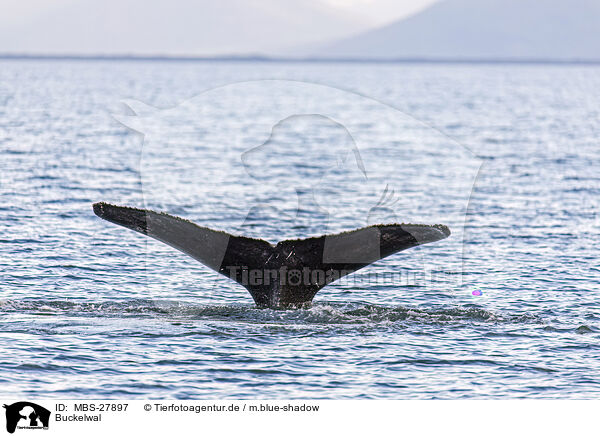 Buckelwal / humpback whale / MBS-27897