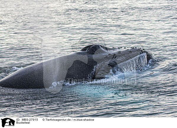 Buckelwal / humpback whale / MBS-27915