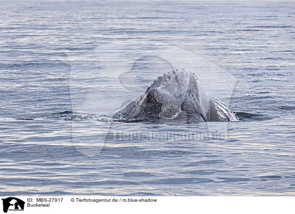 Buckelwal / humpback whale / MBS-27917