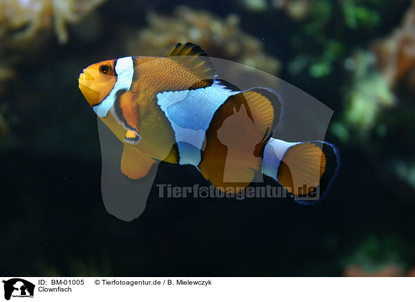 Clownfisch / anemone clown fish / BM-01005