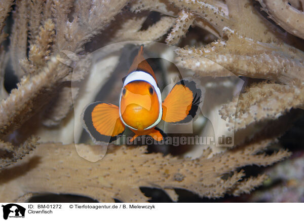 Clownfisch / anemone clown fish / BM-01272
