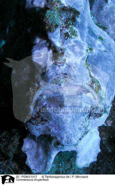 Commersons Anglerfisch / giant frogfish / PEM-01017