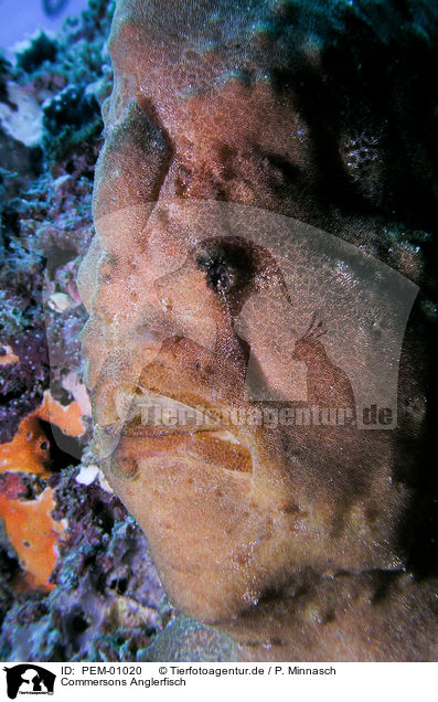Commersons Anglerfisch / giant frogfish / PEM-01020