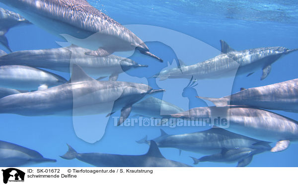 schwimmende Delfine / swimming Dolphins / SK-01672