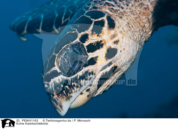 Echte Karettschildkrte / hawksbill sea turtle / PEM-01163