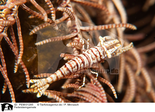 Federsterngarnele / feather star shrimp / PEM-01285
