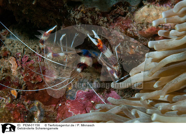 Gebnderte Scherengarnele / banded coral shrimp / PEM-01156