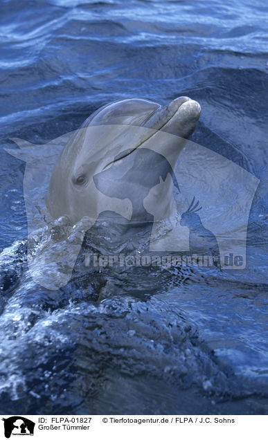 Groer Tmmler / bottle-nosed dolphin / FLPA-01827