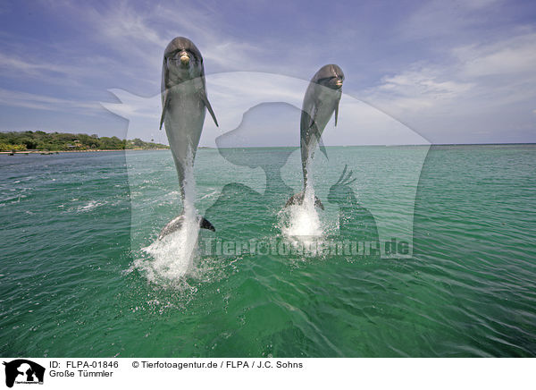 Groe Tmmler / bottle-nosed dolphins / FLPA-01846