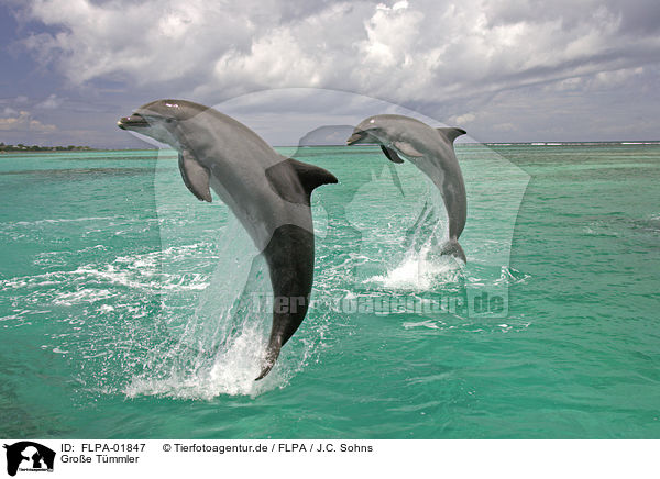 Groe Tmmler / bottle-nosed dolphins / FLPA-01847